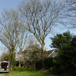 Roeken nesten verwijderen voor Hoogeveen