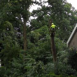 Met spoed scheefgewaaide boom verwijderen