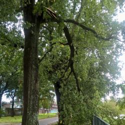 Stormschade Wolfsbosstraat