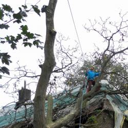 Snoei- en velwerk op particulier erf in Zwolle