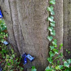 Meters op de stam van door zwam aangetaste Beuk in Assen