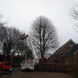 Opnieuw kandelaberen 2 Linden in Papenvoort