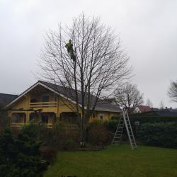 Rondom innemen van een particuliere Esdoorn, in Vledder