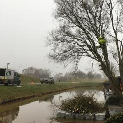 Kandelaberen Kronkel Wilg Coevorden