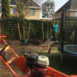 Planten Glansmispels in Hoogeveen