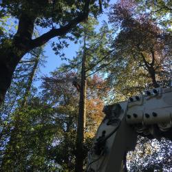 Vellen diverse naaldbomen bij particulier in Fluitenberg