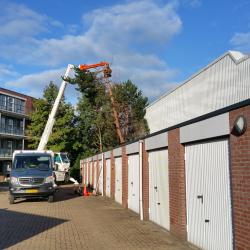 Verwijderen bomen voor Kroesen hoveniers