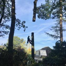 Uitkleden bomen op de Santbrincke Fluitenberg