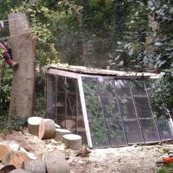 Uitkleden Beuk boven kas in Fluitenberg