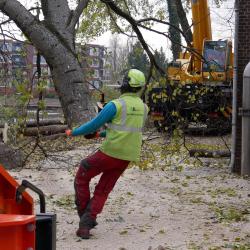 Uitkleden Abelen aan de Gracht te Coevorden