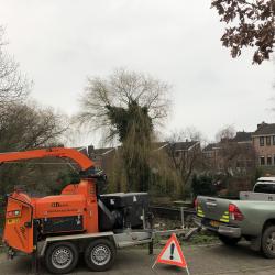 Terugsnoeien, kandelaberen particuliere Wilg Hoogeveen