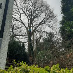 Particuliere bomen snoeien, knotten en vellen in Haren ( Gr )