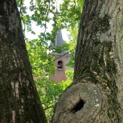 Snoeien rond de kerk in Peize