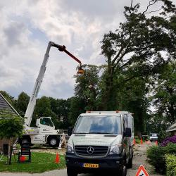 Vellen aangetaste Amerikaanse Eik, in Peest voor Landschapsbeheer Drenthe