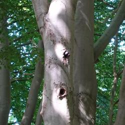 Inspecties holle bomen voor Stichting van Weldadigheid, Frederiksoord