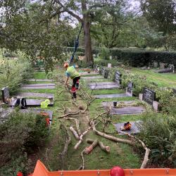 Boomonderhoud begraafplaatsen gemeente Hoogeveen