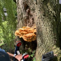 Instabiele monumentale Wilg uitkleden in Hoogeveen