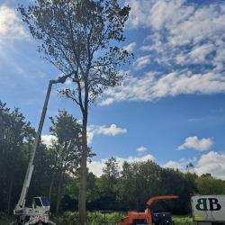 Gecontroleerd vellen van bosopstand in Siberië