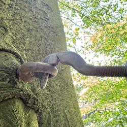 Monumentale Beuk van Dwingeloo zwaar beschadigd