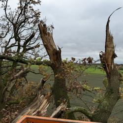 Gevaarlijke stormschade takken verwijderen