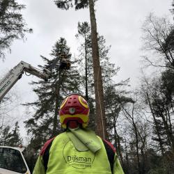Uitkleden en vellen Douglassen, voor Dijkman in Ommen
