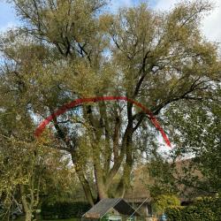 Kandelaberen van een door schimmels aangetaste Wilg