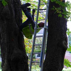 Gerard Brand bij inspectie bomen voor Danphe 