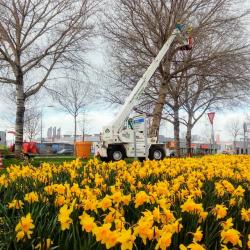 Zee van Narcissen in Groningen