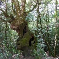 Oude knotboom op Corica
