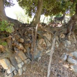 Eiken raster voor Ezels op Corsica