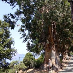 Joekel van een Eucalyptus op Corsica