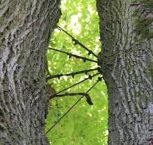 Controle / inspectie kroonankers waardevolle bomen Drenthe