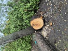 Omgevallen Abeel opruimen, en vellen andere risico bomen