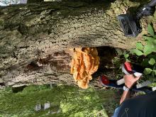 Instabiele monumentale Wilg uitkleden in Hoogeveen