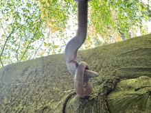 Monumentale Beuk van Dwingeloo zwaar beschadigd