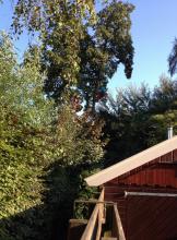 Klimmend Kastanjeboom verwijderen